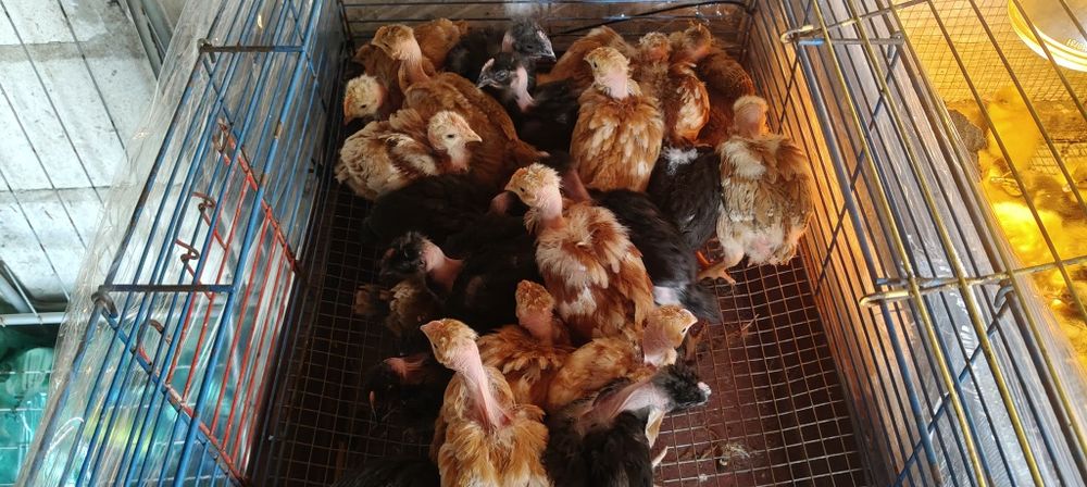 Kurczaki gołoszyjki