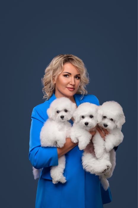 Цуенята бішон  фрізе