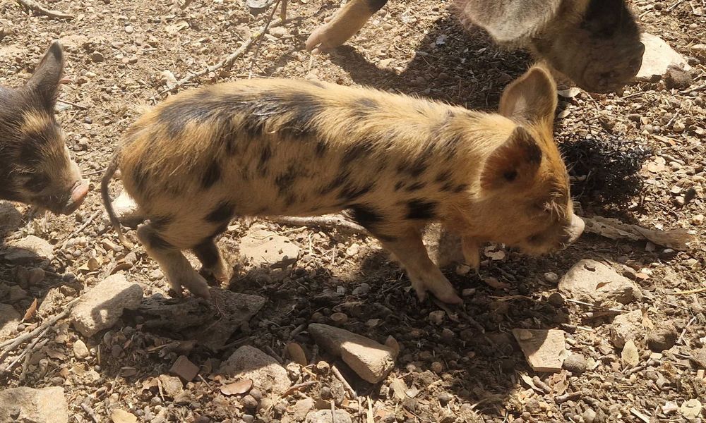 Porcinhos de kunekune
