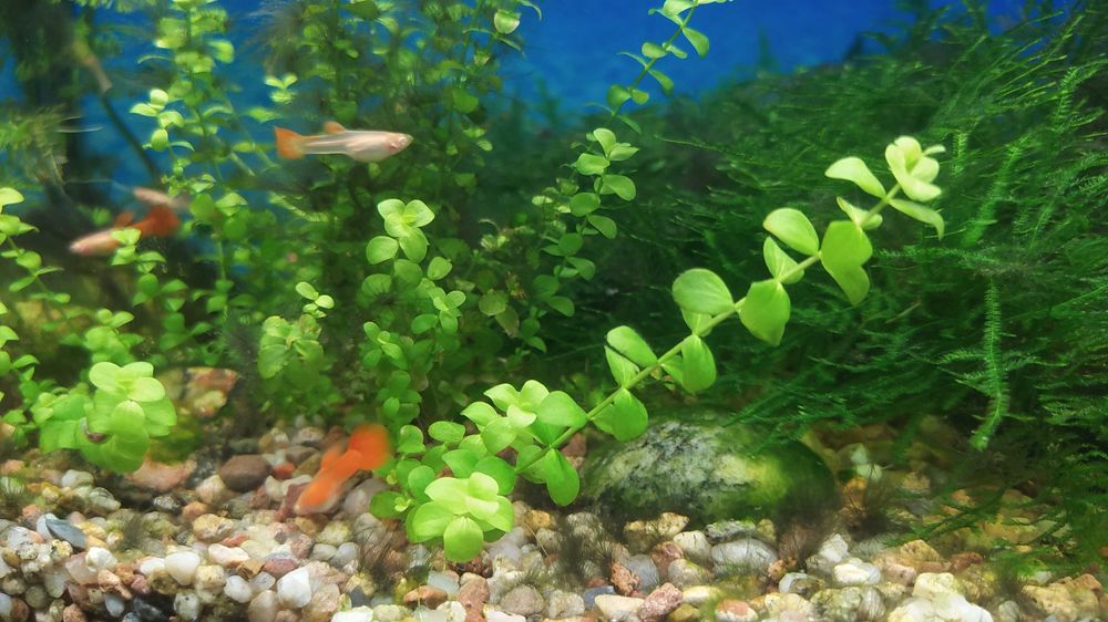 Gupiki Red Albinos młode sprzedam