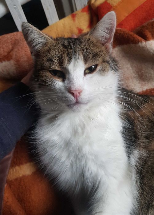 Miluś kocurek do adopcji