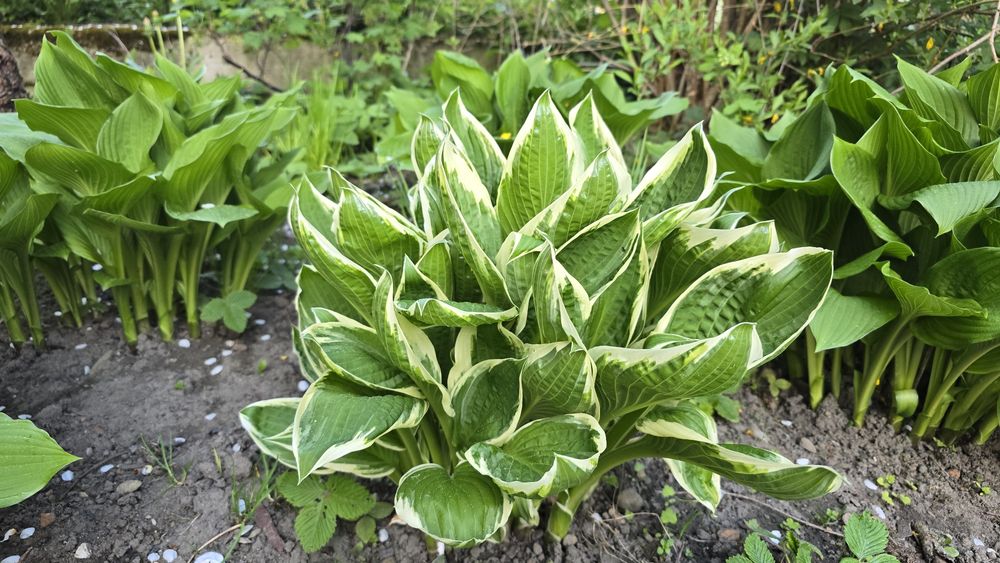Funkia Hosta minuteman , fortunei