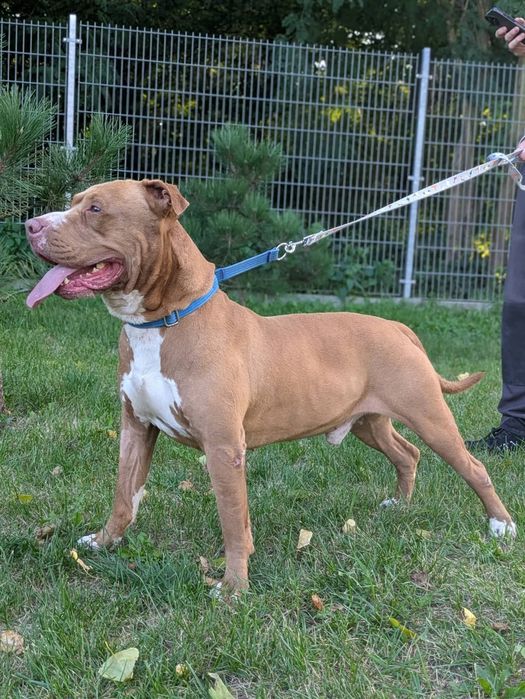 Amstaff szuka odpowiedzialnego domu