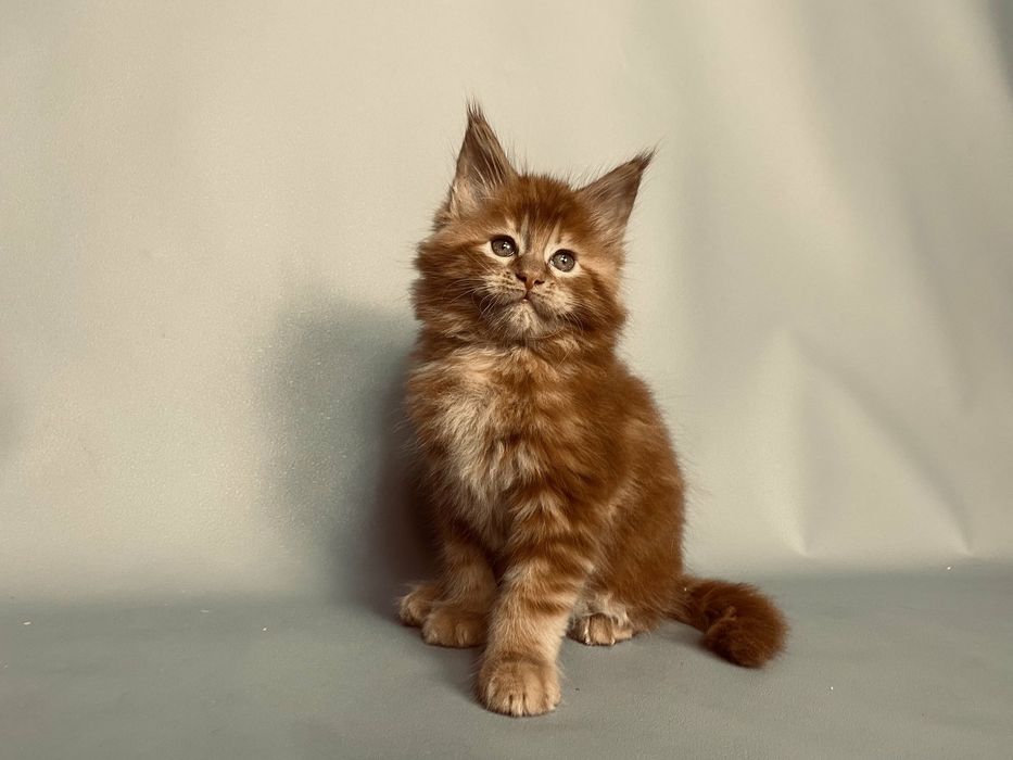 Малыши Карандаши Красные прекрасные Мейн куны