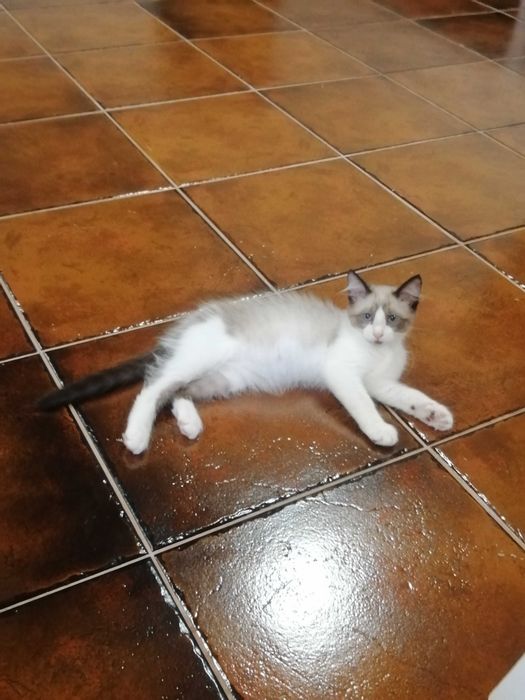 Gatinha para adopção