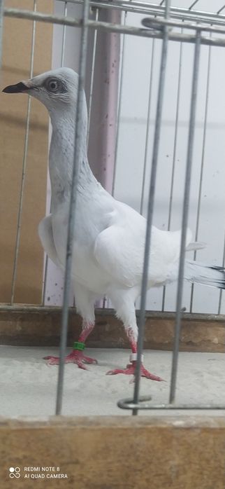 Srebrniak Srebrniaki Samica