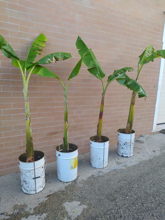 Coração/Umbigo Bananeira