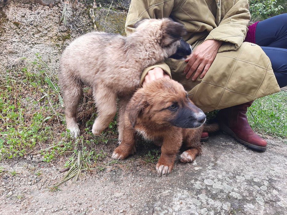Cachoro de estimação femea