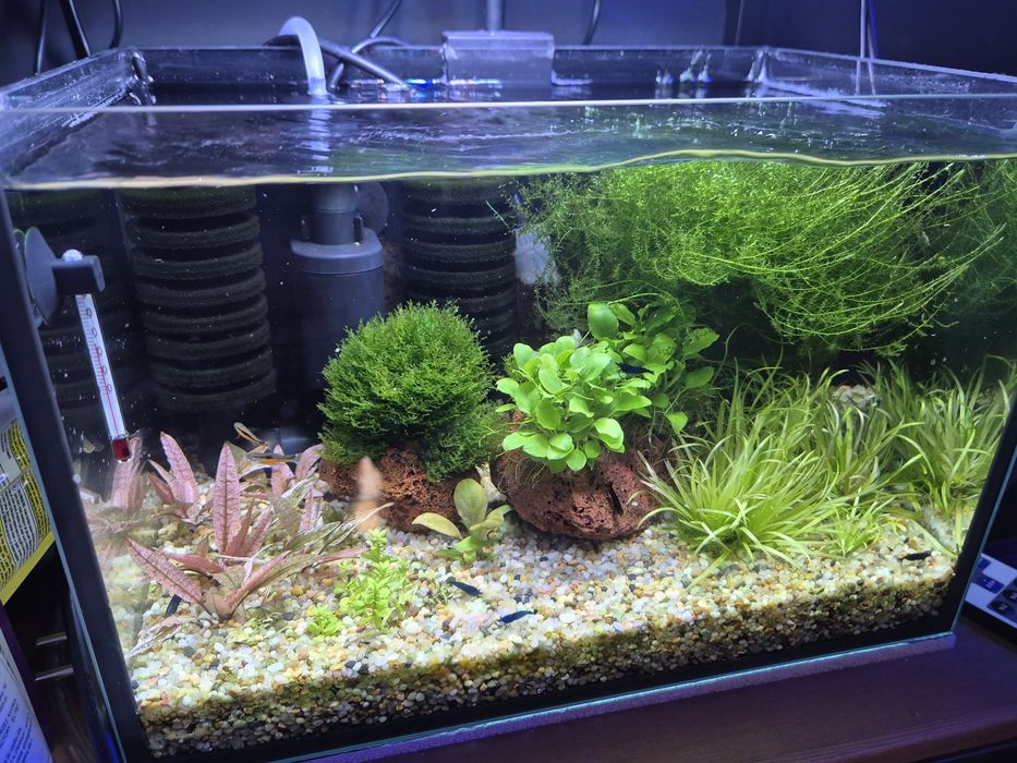 Krewetkarium 30x20x20cm z życiem i osprzętem małe akwarium