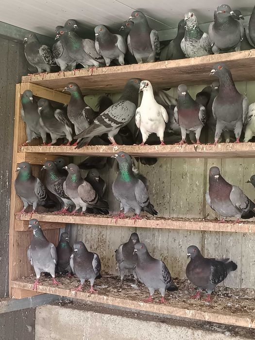 Pombos para largadas