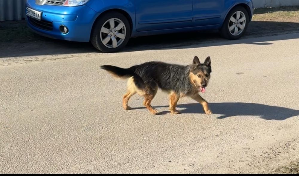 В добрі руки песик Джек