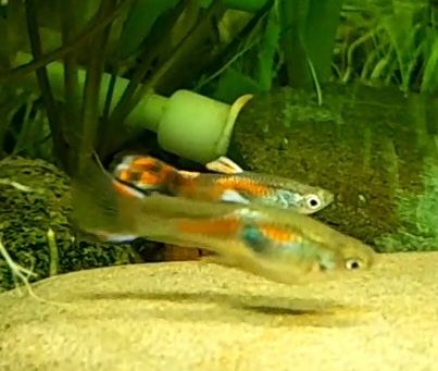 Акваріумні рибки гупії