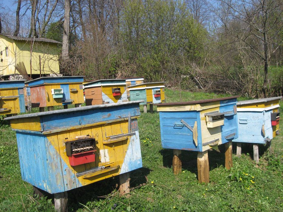 Продаються бджолопакети, відводки, бджолосім'ї з вуликами або без