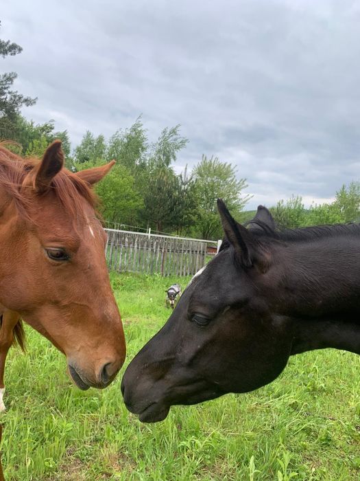 Pilne! Wałach SP dla doświadczonego jeźdźca