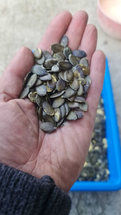 Dynia bezłuskowa bezłupinowa oleista pestki wysyłka od rolnika