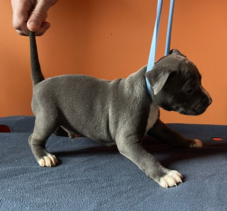 Американський стафордширський тер'єр