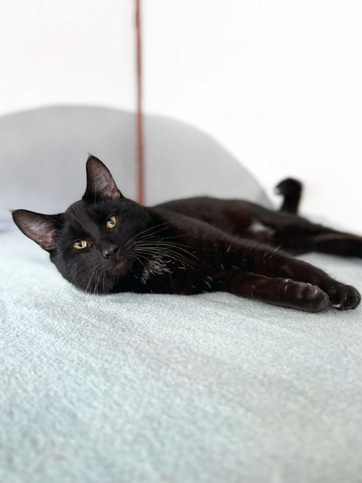 Krystek, puchaty, czarny kocurek