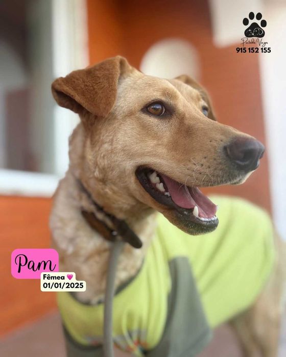 Cadela para adoçao(Pam)