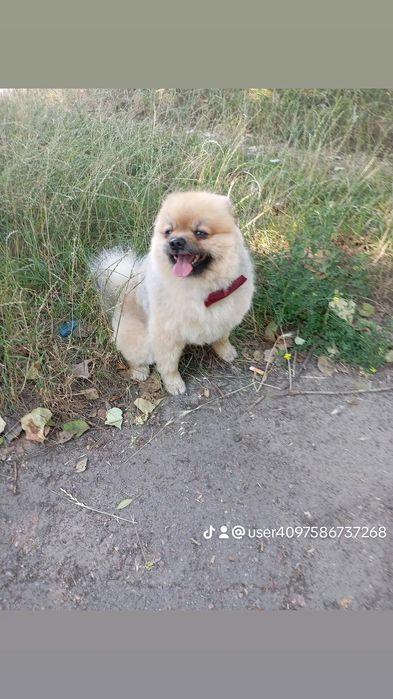 (Помераньський шпіц) Хлопчик шукає дівчинку