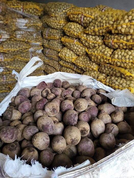 Ziemniaki paszowe , buraczki paszowe ,marchew