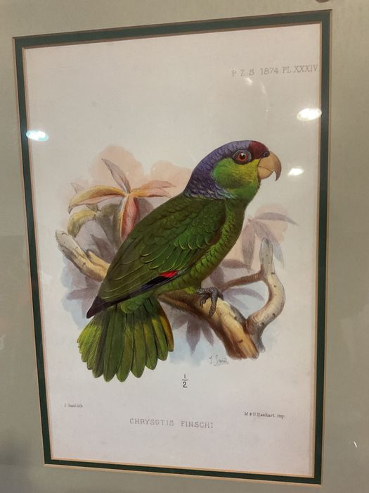 Quadros aves tropicais em Ramos.