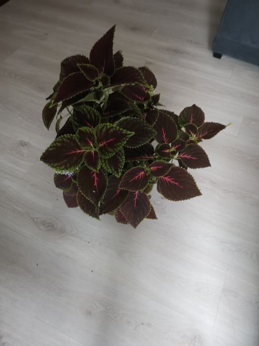 Planta grande, viçosa