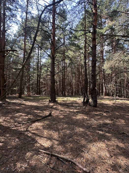 Продаж ділянки в лісі  село Сухолуччя,