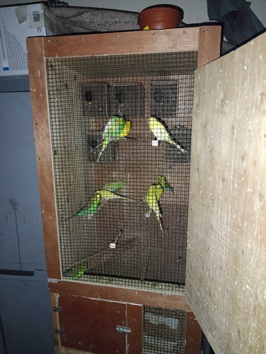 Viveiro com   Piriquitos