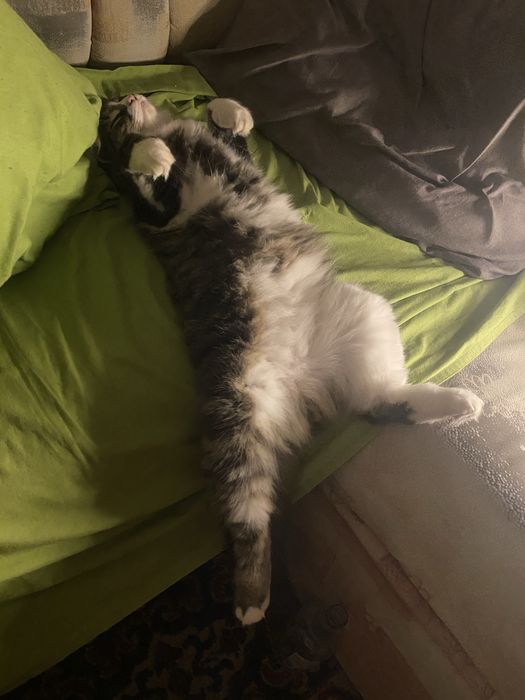Віддам кота у добрі руки