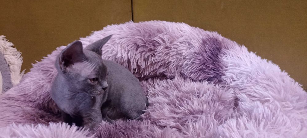 Devon Rex - kocieta - dolnośląskie