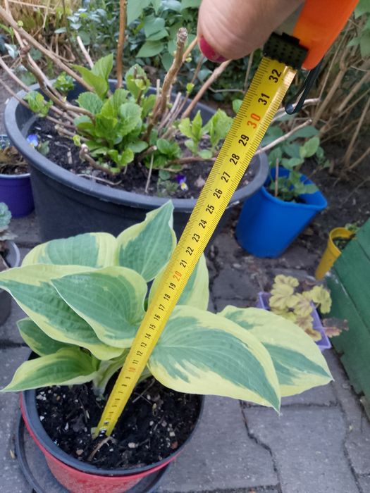 Hosta  funkja duża sadzonka