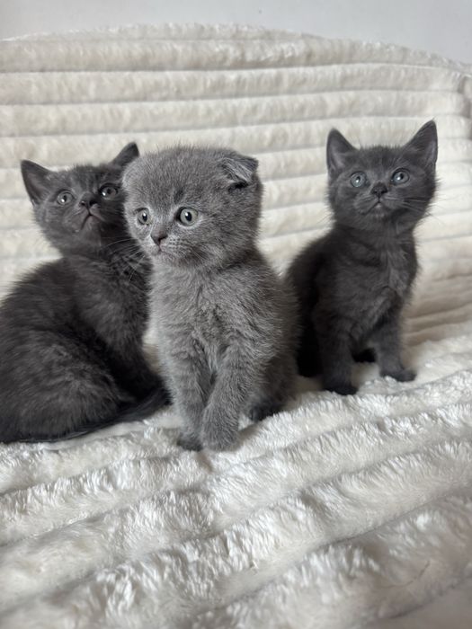 киці кошенята котики