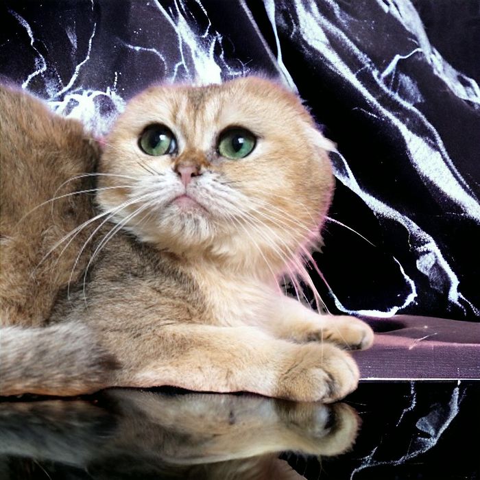 Кошечка очаровашка