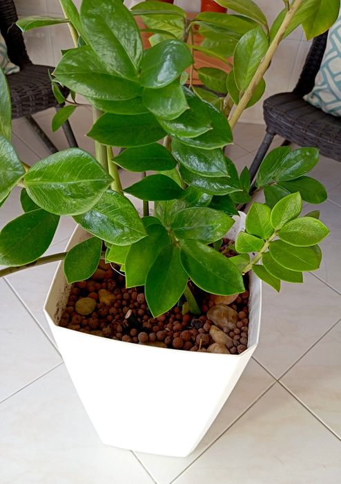 Planta + vaso - altura: 1m