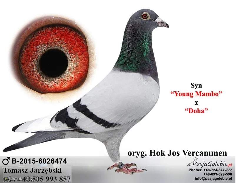 Org. Vercammen 2015 r. Gołębie pocztowe