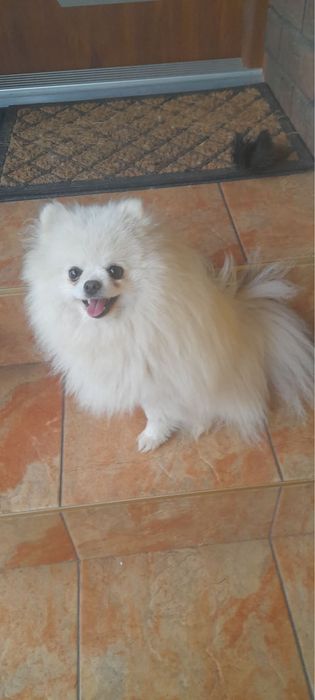 Szpic miniaturowy pomeranian