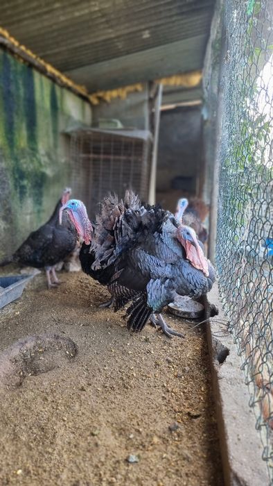 Vendo 3 casais de perús de várias cores