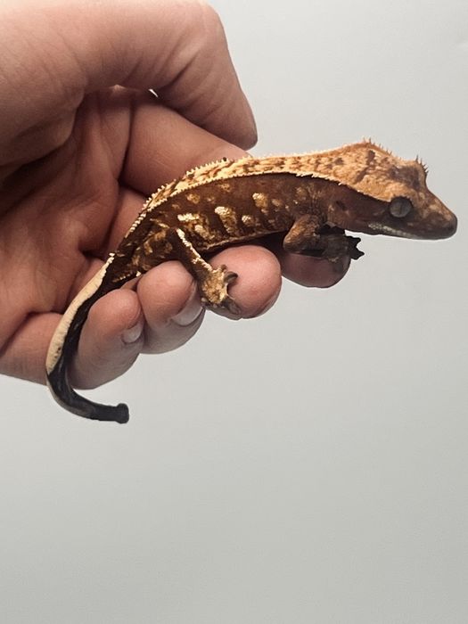 Gekon orzęsiony gekony orzęsione  hodowla