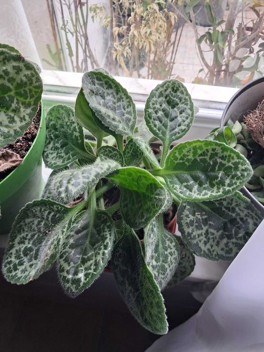 Pretty Turtle Plant64752019658753121