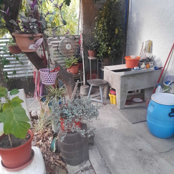 Plantas e flores