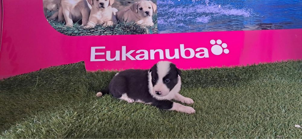 Border collie puro