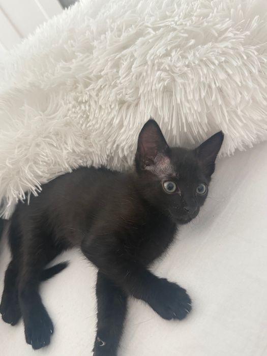 Gatinha para adoção responsável