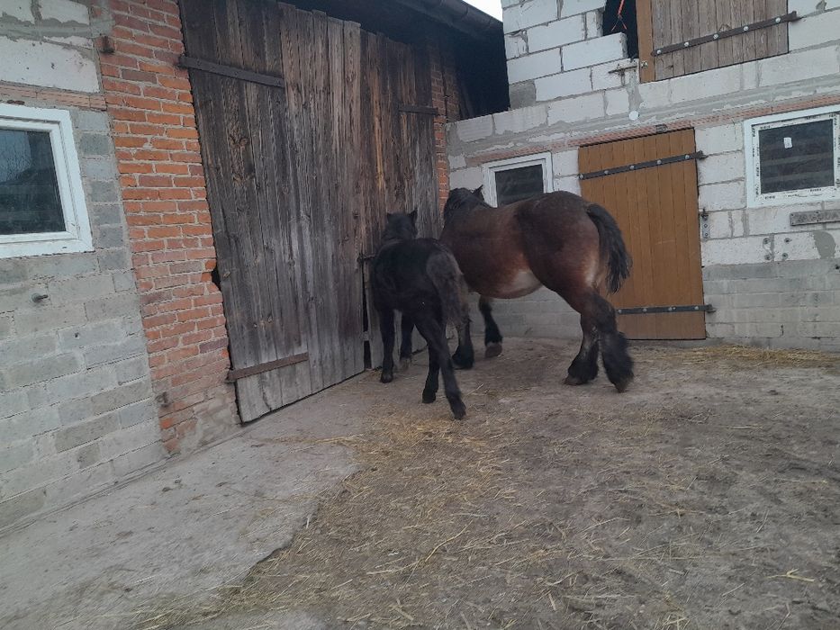 Zrebica zimnokrwista