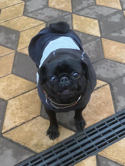 Мопсятка дівчатка