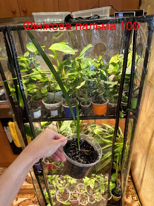 Розпродаю свою колекцію квітів