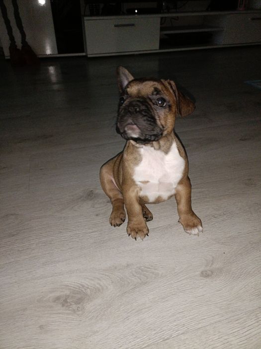 Buldog Francuski szczeniak Suczka