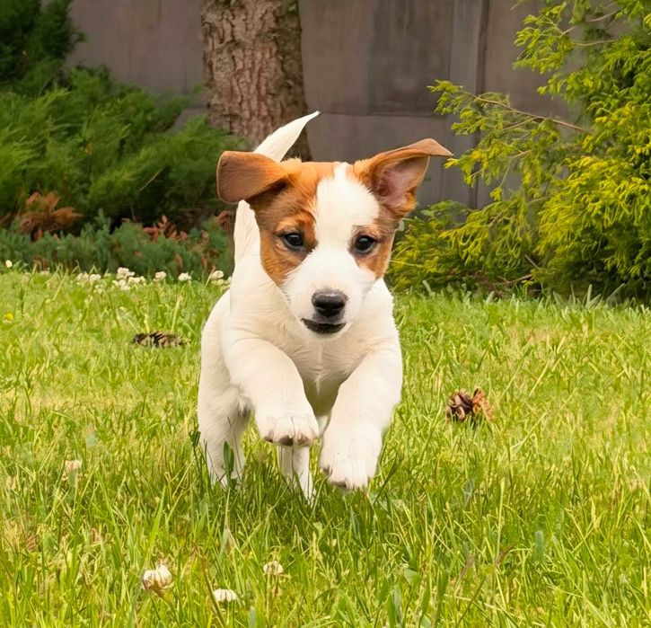 Rasowy szczeniak Jack Russell Terrier Samiec - Kennel Club - Gładkowłosy