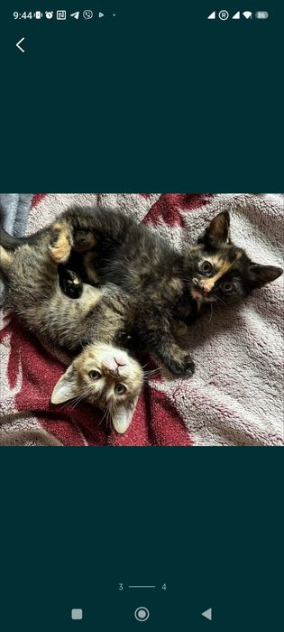 Красивые котята бесплатно