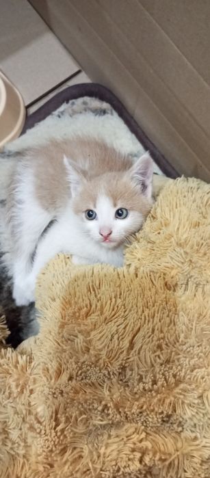 Котенок в добрые руки