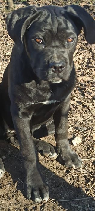 Кане Корсо , вік 4 міс Дівчина